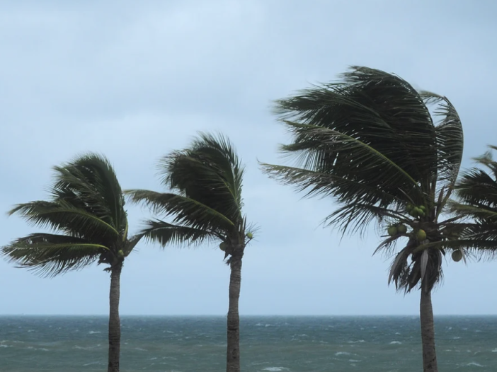 Palm trees blowing in heavy winds as a hurricane approaches.