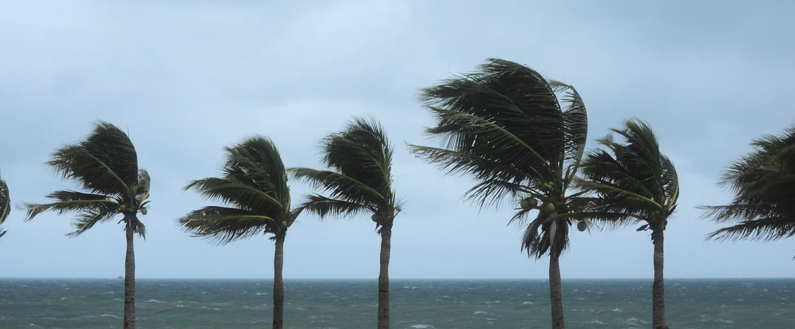 Palm trees blowing in heavy winds as a hurricane approaches.