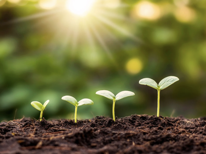 Row of seedlings growing in soil with sunlight