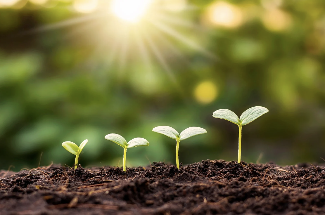 Row of seedlings growing in soil with sunlight